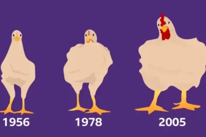 Comment le poulet que vous mangez a vu sa taille multipliée par 5 en 50 ans