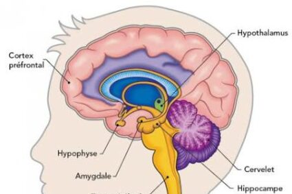 LE CERVEAU DE L&rsquo;ENFANT : Les règles d&rsquo;or d&rsquo;une bonne hygiène de vie